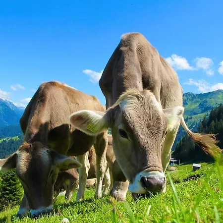 Appartamento Alpenherz Im Allgaeu, Mit Balkon Und Bergblick *